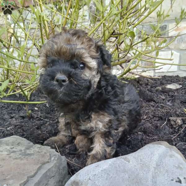 Lily, Pomapoo Puppy