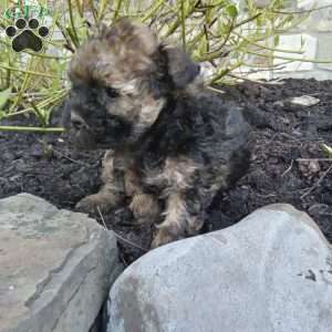 Lily, Pomapoo Puppy