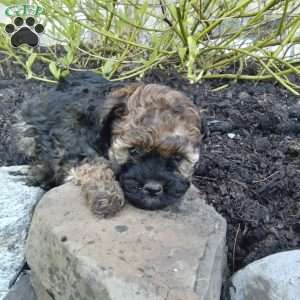 Lily, Pomapoo Puppy