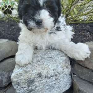 Pepper, Pomapoo Puppy