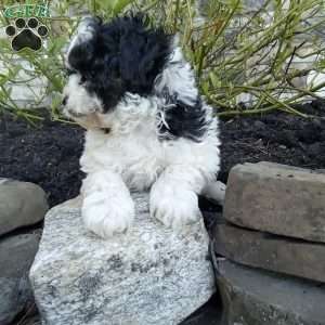 Pepper, Pomapoo Puppy