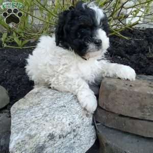 Pepper, Pomapoo Puppy