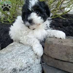 Pepper, Pomapoo Puppy