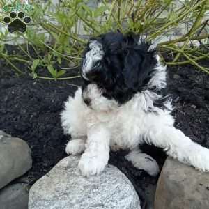 Pepper, Pomapoo Puppy