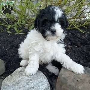 Pepper, Pomapoo Puppy