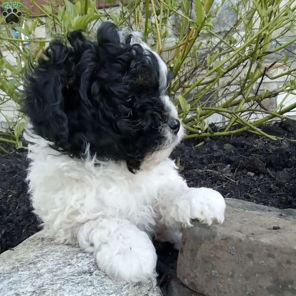 Pepper, Pomapoo Puppy
