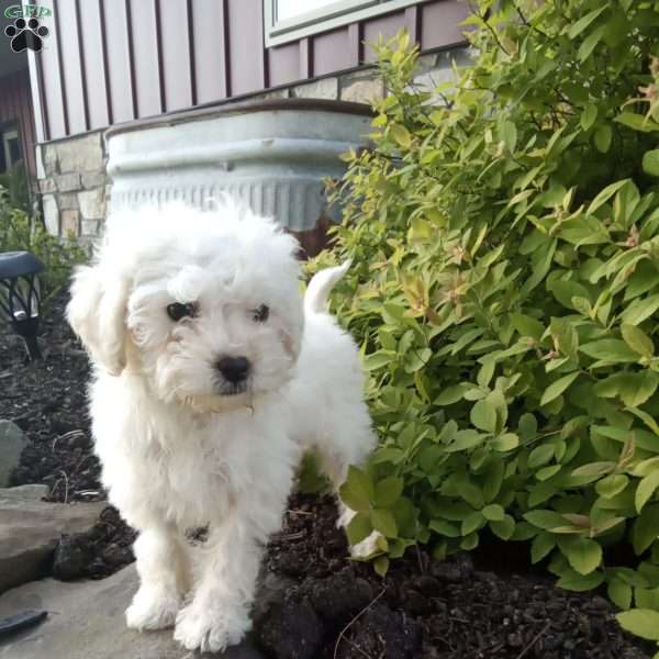 Honey, Miniature Poodle Puppy