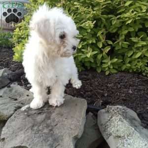 Honey, Miniature Poodle Puppy