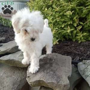 Honey, Miniature Poodle Puppy
