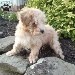 Peanut, Miniature Poodle Puppy