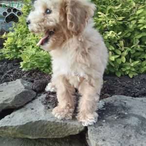Peanut, Miniature Poodle Puppy