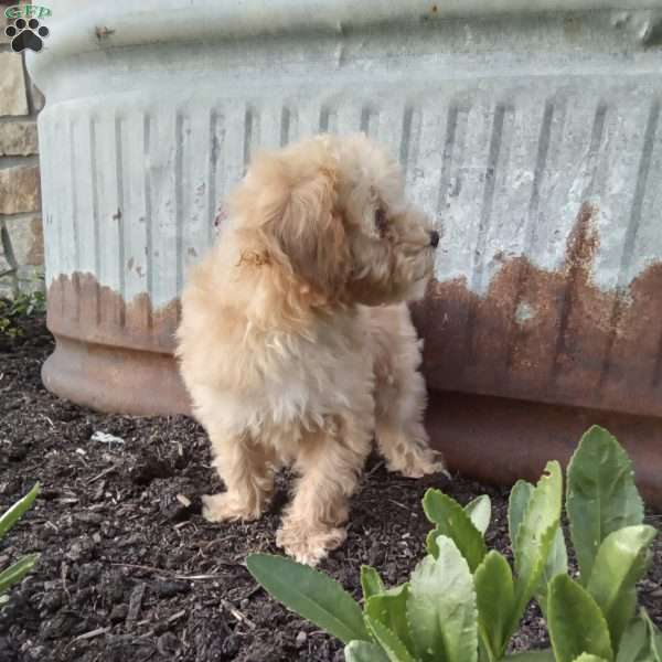 Peanut, Miniature Poodle Puppy