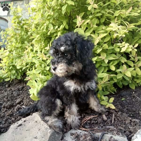Frisky, Miniature Poodle Puppy
