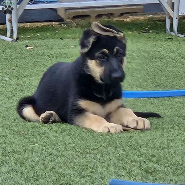 Fall, German Shepherd Puppy