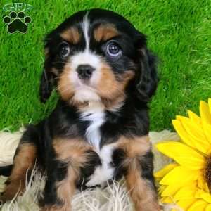 SHARLA, Cavalier King Charles Spaniel Puppy