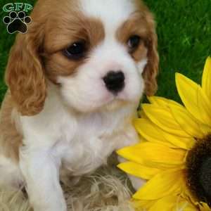SELENA, Cavalier King Charles Spaniel Puppy