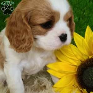 SELENA, Cavalier King Charles Spaniel Puppy