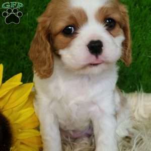 SELENA, Cavalier King Charles Spaniel Puppy