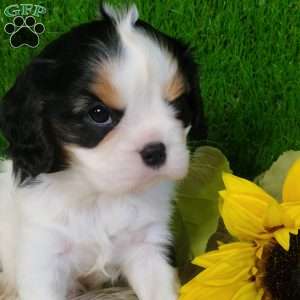 SAMSON, Cavalier King Charles Spaniel Puppy