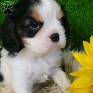 SAMSON, Cavalier King Charles Spaniel Puppy