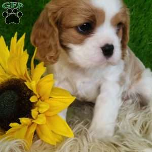 SELENA, Cavalier King Charles Spaniel Puppy