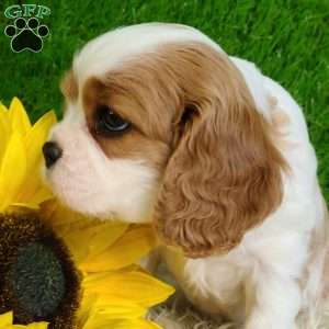 SELENA, Cavalier King Charles Spaniel Puppy