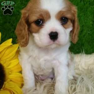 SELENA, Cavalier King Charles Spaniel Puppy
