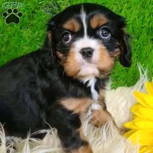 SHARLA, Cavalier King Charles Spaniel Puppy
