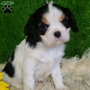 SAMSON, Cavalier King Charles Spaniel Puppy