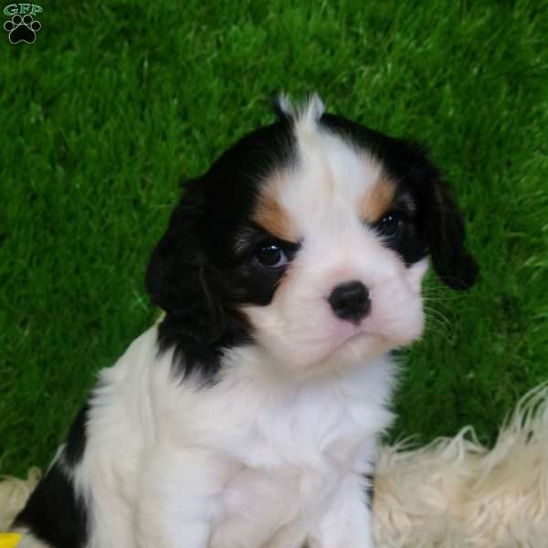 SAMSON, Cavalier King Charles Spaniel Puppy