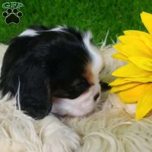 SAMSON, Cavalier King Charles Spaniel Puppy