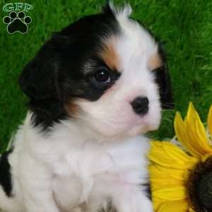 SAMSON, Cavalier King Charles Spaniel Puppy