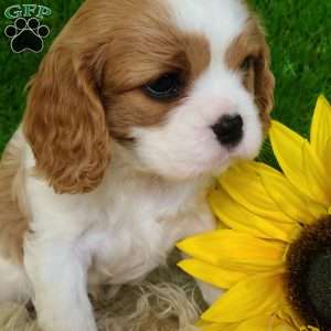 SELENA, Cavalier King Charles Spaniel Puppy