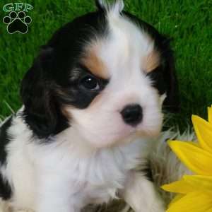 SAMSON, Cavalier King Charles Spaniel Puppy