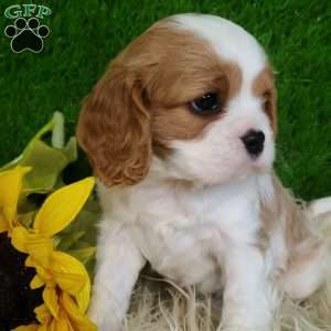 SELENA, Cavalier King Charles Spaniel Puppy