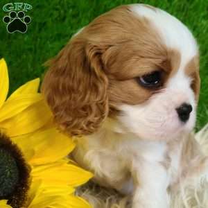 SELENA, Cavalier King Charles Spaniel Puppy