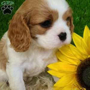 SELENA, Cavalier King Charles Spaniel Puppy
