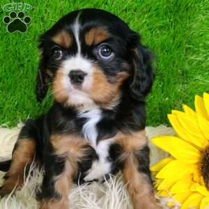 SHARLA, Cavalier King Charles Spaniel Puppy