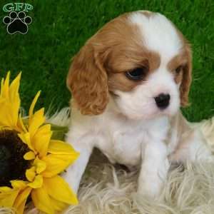 SELENA, Cavalier King Charles Spaniel Puppy