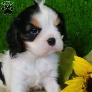 SAMSON, Cavalier King Charles Spaniel Puppy