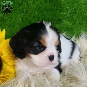 SAMSON, Cavalier King Charles Spaniel Puppy