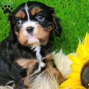 SHARLA, Cavalier King Charles Spaniel Puppy