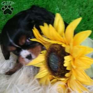 SHARLA, Cavalier King Charles Spaniel Puppy