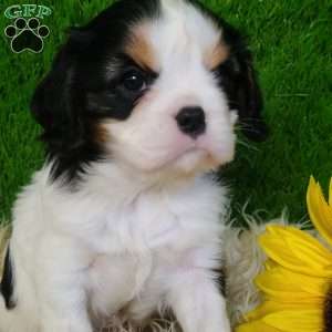 SAMSON, Cavalier King Charles Spaniel Puppy