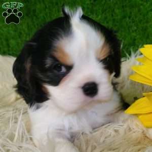 SAMSON, Cavalier King Charles Spaniel Puppy