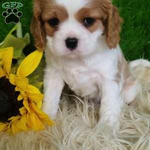 SELENA, Cavalier King Charles Spaniel Puppy