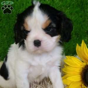 SAMSON, Cavalier King Charles Spaniel Puppy