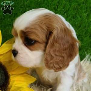 SELENA, Cavalier King Charles Spaniel Puppy