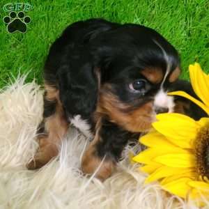 SHARLA, Cavalier King Charles Spaniel Puppy