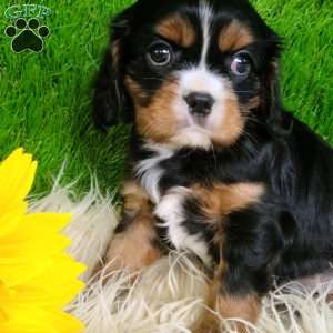 SHARLA, Cavalier King Charles Spaniel Puppy